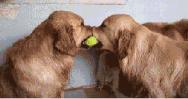 Цgif