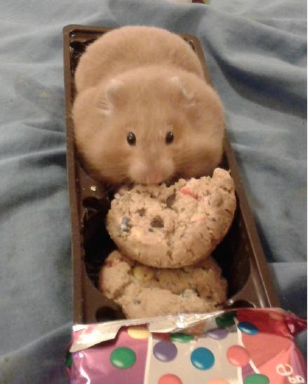 ڹ