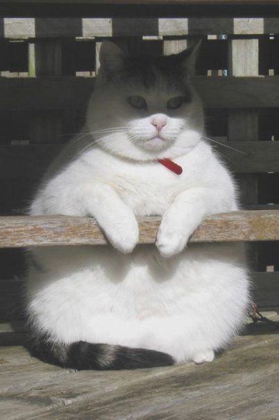 ڹ