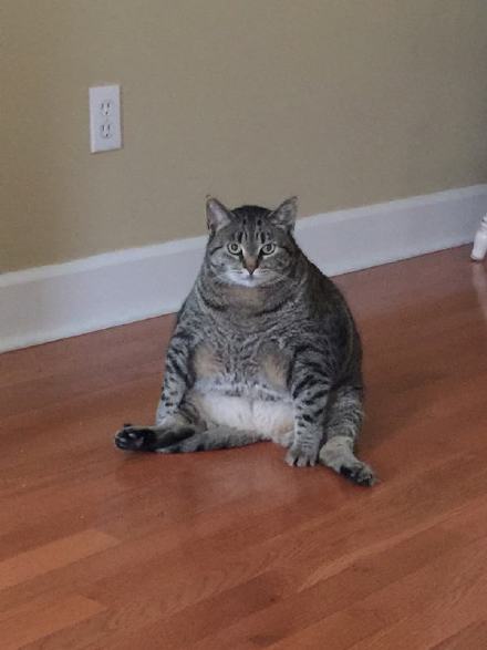 ڹ