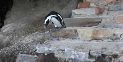 Цgifͼ