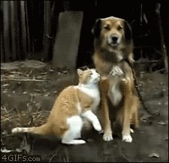 ˸Цgif