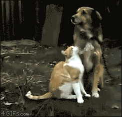 ˸Цgif