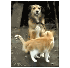 ˸Цgif