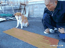 ˼ҵĹЦgif