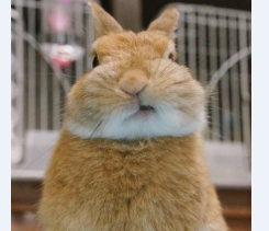 ô һ¾