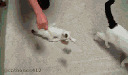 è˸Ц̬ͼ