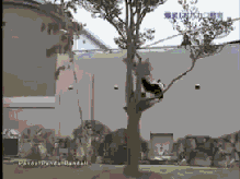 èĸȺϼ
