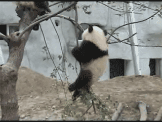 èȸЦgif