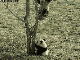 èȸЦgif