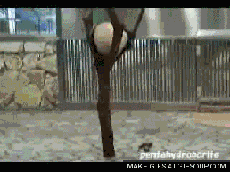 èȸЦgif