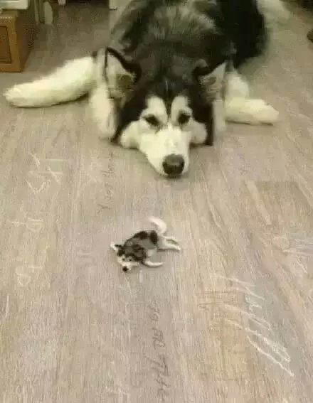 ëС