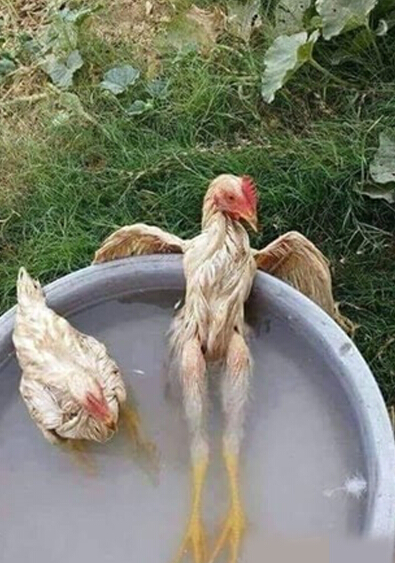 ȪЦͼ
