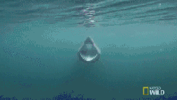 趯̬ͼ