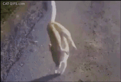 è䵹߸Цgif