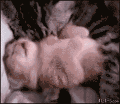 èаЦgif