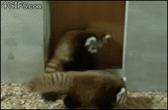 ȶgif