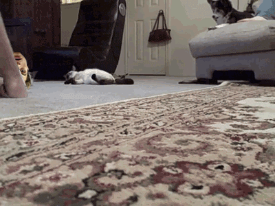 ɥĲqqЦgif