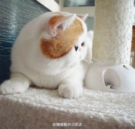 èЦͼ