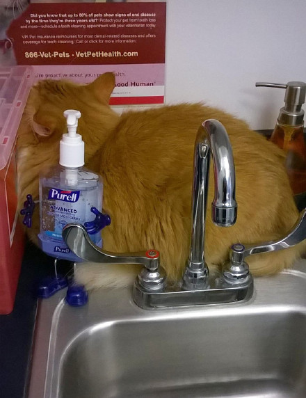èͼƬ