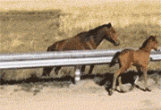 Цgif