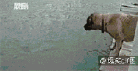 Цgif