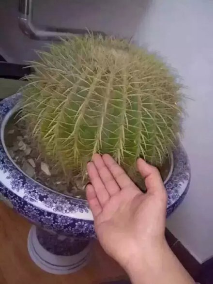 ʥڸЦͼƬ
