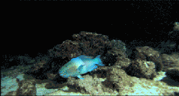 ŵѾ