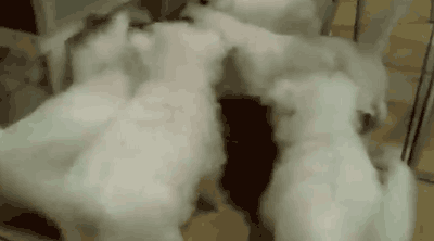 èЦ̬ͼƬ
