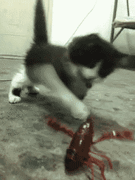 èЦ̬ͼƬ