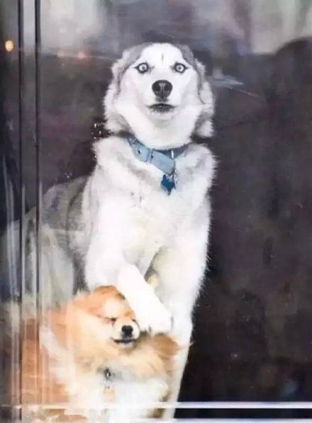 ʿЦͼ