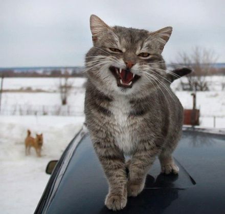 ЦͼƬ