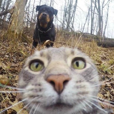 èЦͼ
