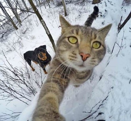 èЦͼ