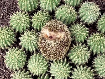 èЦ˯ͼƬ