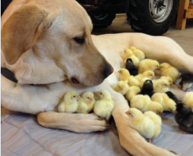Ȳ缦ʺ