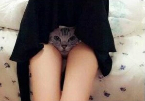 ߹èڿ