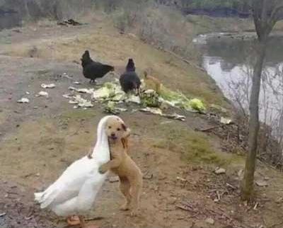 ֻսЦͼ