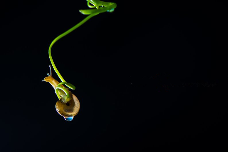 ţ΢ӰͼƬ