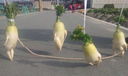 ˵ܲ