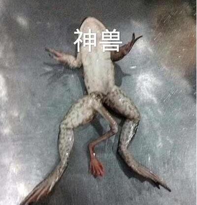 ܸЦͼƬ