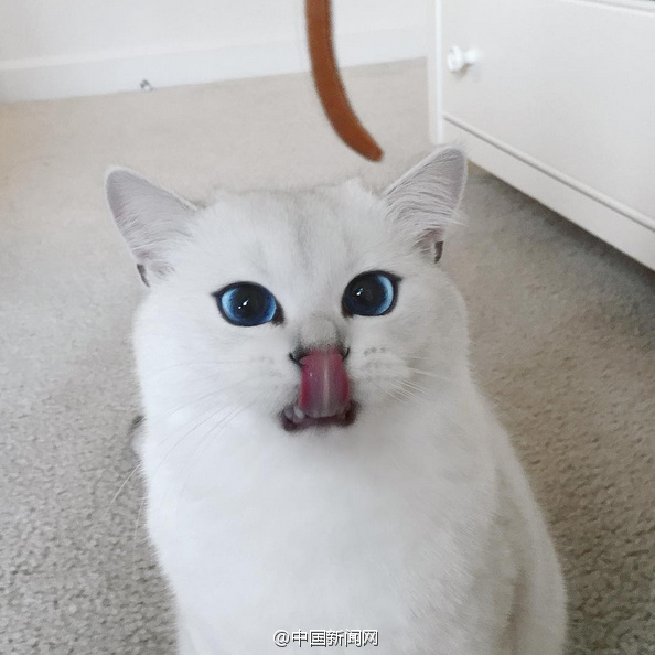 ӢëèͼƬ