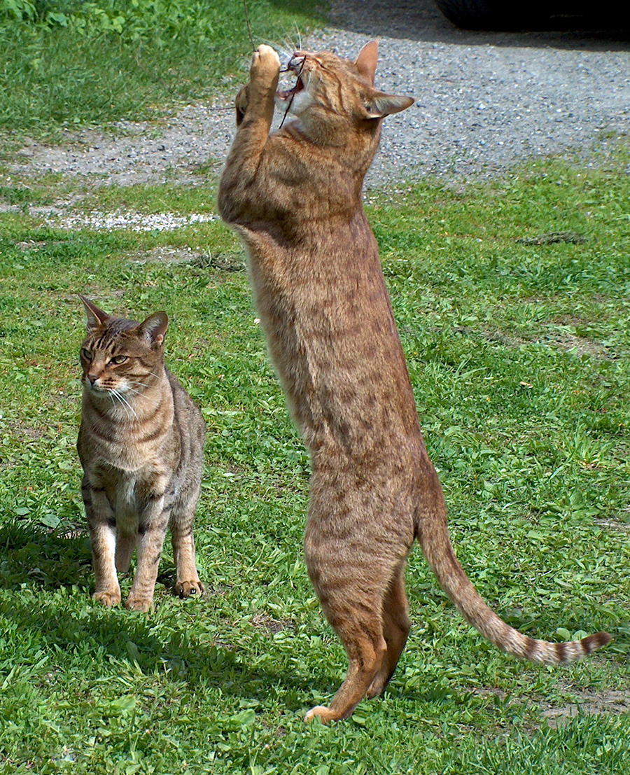 èͼƬ