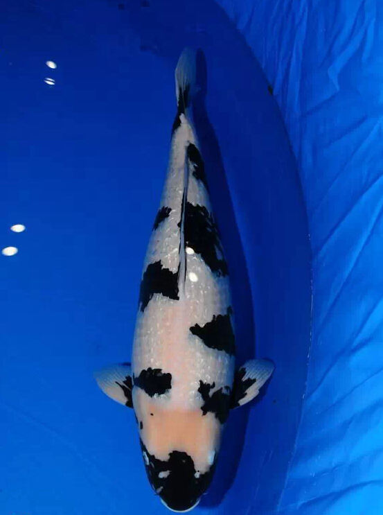 ۽ͼƬ