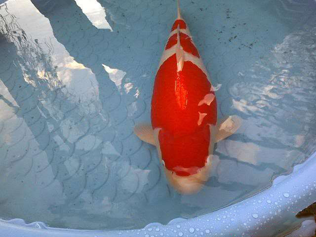 κ׽ͼƬ