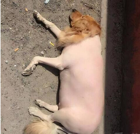 һΪ