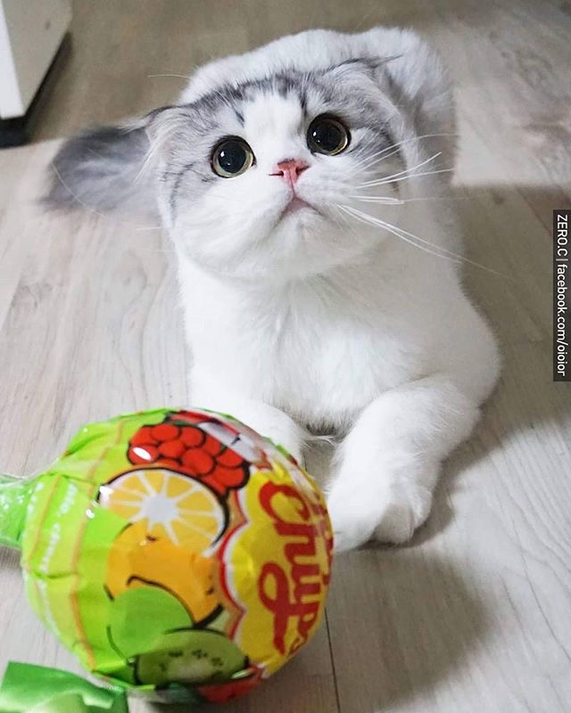 ɰСèͼƬ