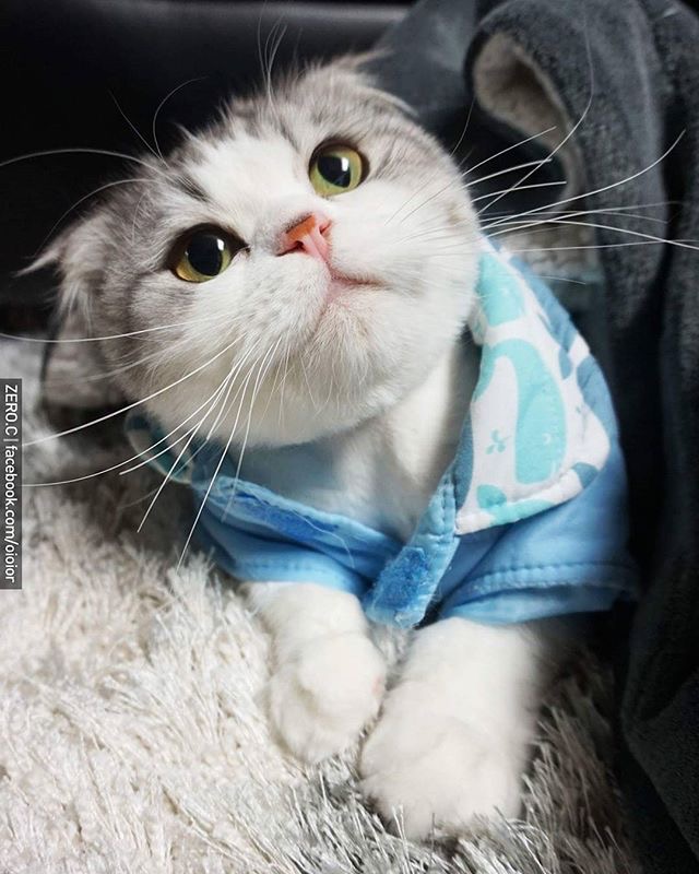ɰСèͼƬ