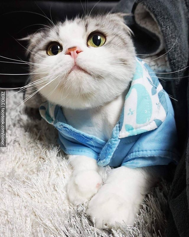 ɰСèͼƬ