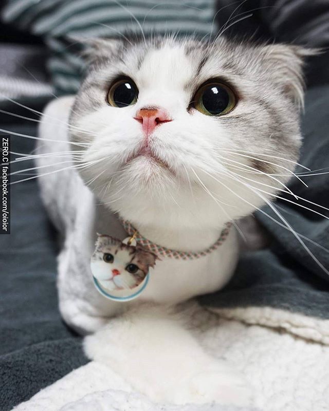 ɰСèͼƬ